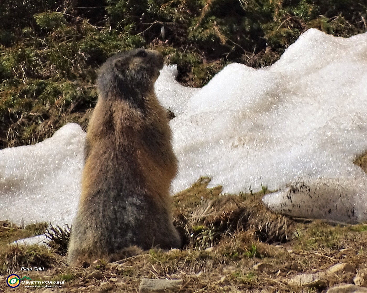 40 Una marmotta in sentinella mi osserva e fischia.JPG